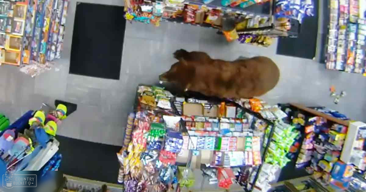 An adult cow with brown fur and white markings inside a convenience store stocked with various products.