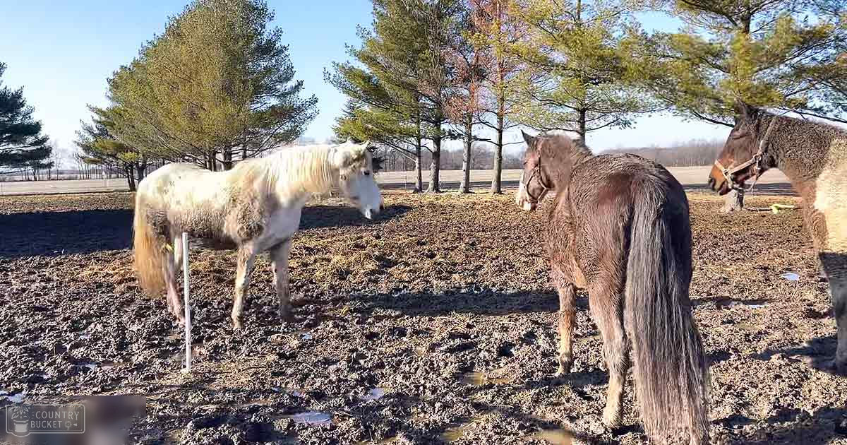 Three horses in a rural setting during late fall or early spring with clear daytime weather.
