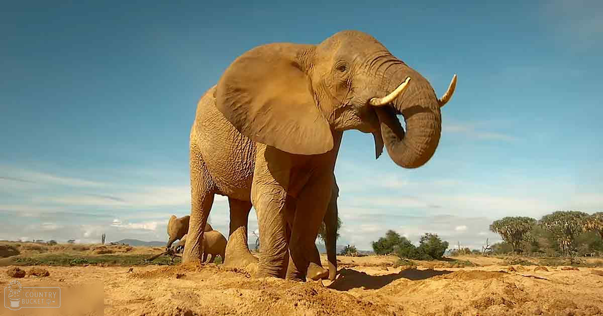 An African elephant in a dry savanna under clear blue skies, midday light highlights sparse vegetation and dusty earth tones.