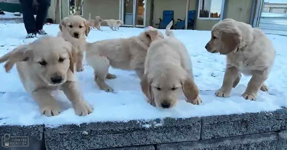 A group of golden retriever puppies in a snowy outdoor setting near a building, with snow covering the ground and parts of the pavement. The season is winter due to the presence of snow.