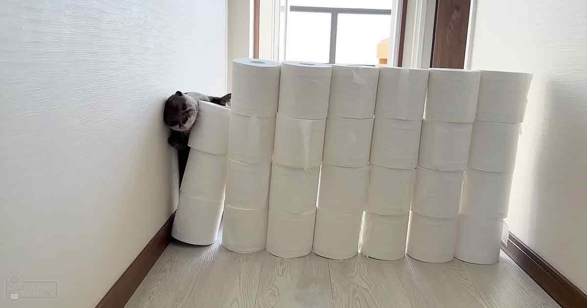 A dark-furred tabby cat indoors in a living room with natural light, multiple rolls of white toilet paper stacked against the wall.