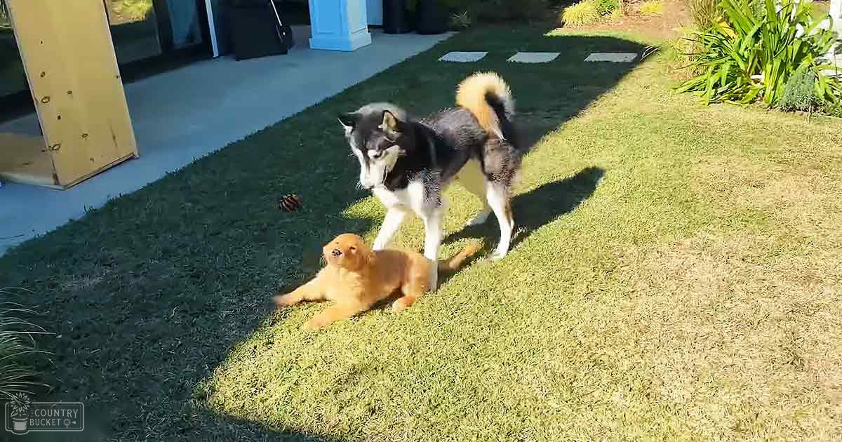 Two dogs in an outdoor yard with grass, plants, and a structure; the setting is likely late afternoon.