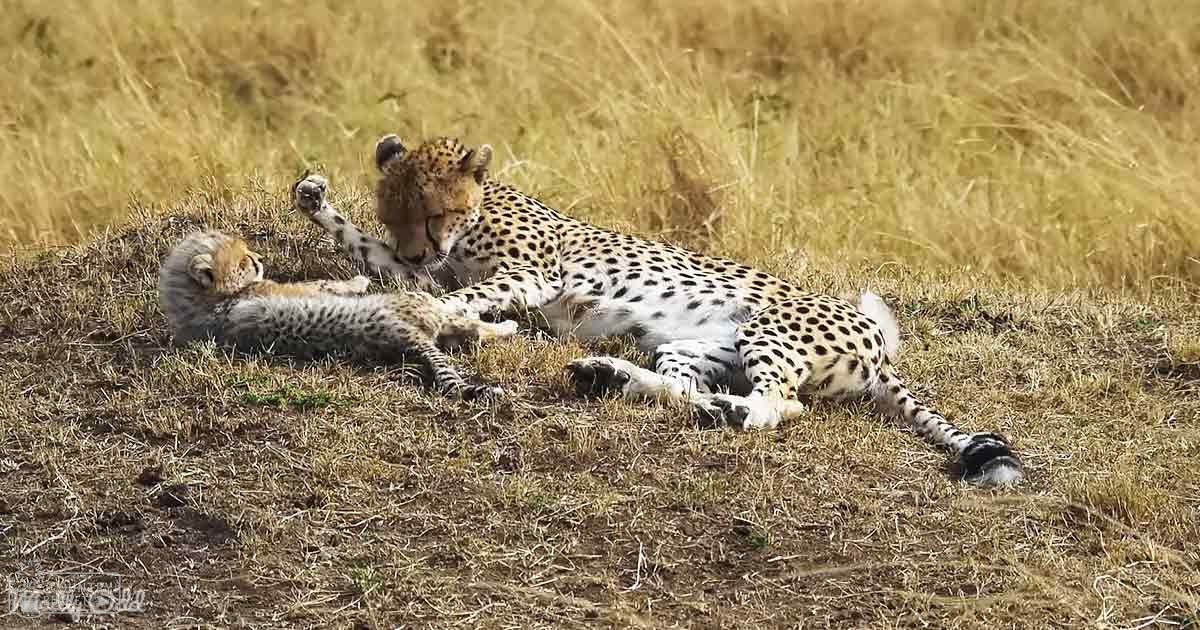 A cheetah mother with her cub in a savanna setting, characterized by dry grasses and natural sunlight illuminating the scene.