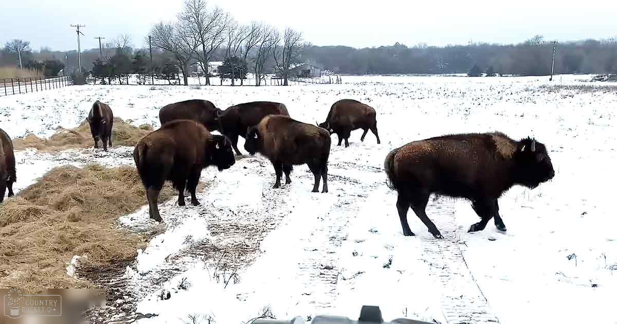 A herd of American bison in a snowy field, with trees in the background under natural daylight.