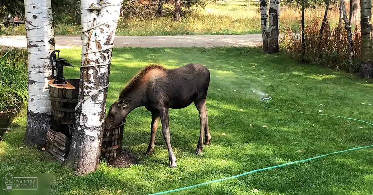A moose in a residential backyard with lush greenery and scattered trees during daytime.