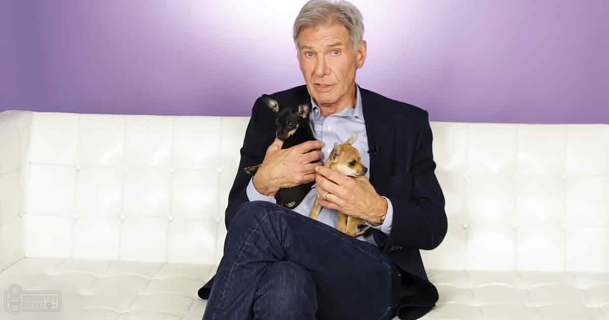 A middle-aged adult male wearing a dark blazer and light blue shirt sits on a white tufted couch with small Chihuahua puppies, against a purple wall in an indoor studio setup.