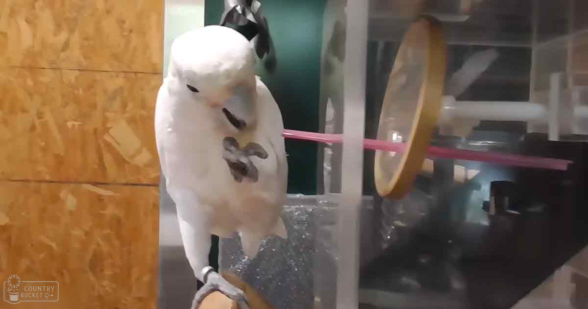 A white cockatoo with gray markings on its wings and tail, perched indoors amidst a wooden circular object and metal structure of what appears to be an aviary enclosure.