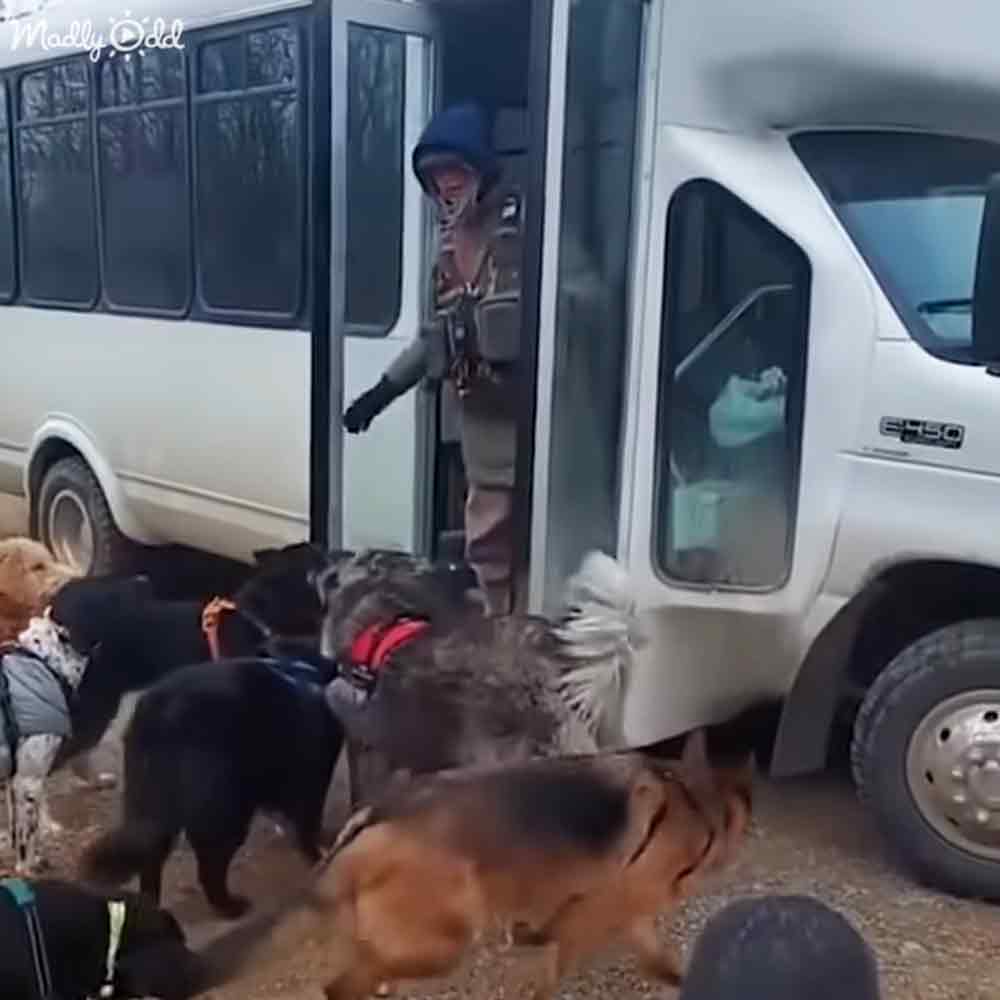 A group of dogs interacting with an adult male wearing a uniform near a white van outdoors during daytime with overcast lighting.