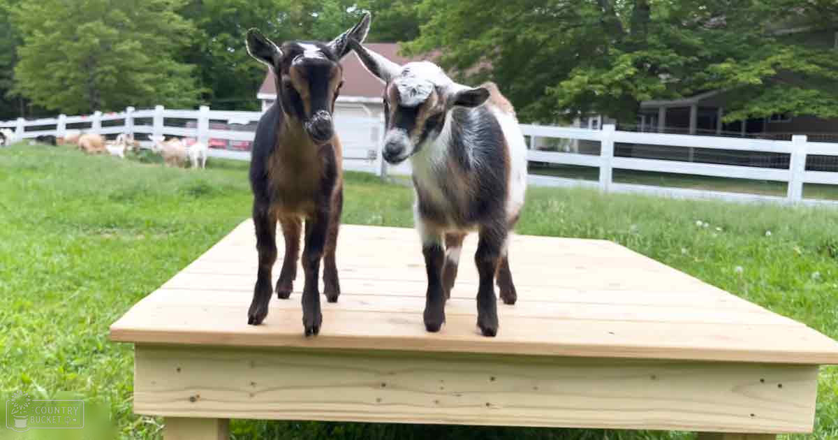 Two Nubian or similar breed juvenile goats standing on a wooden platform amidst lush green grass and trees, with a white picket fence and house in the background.