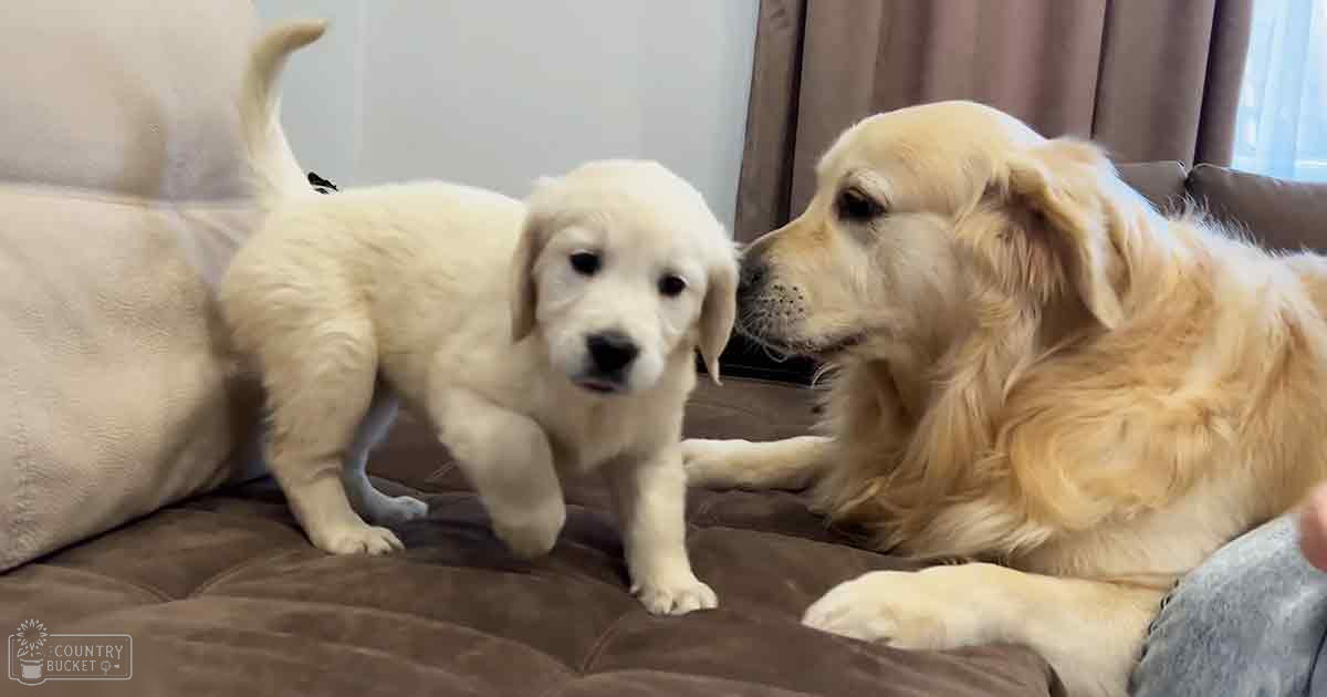 Golden retriever puppy interacting with adult dog in cozy living room setting during daytime, cream and tan coats against brown furnishings, natural light streaming through window.
