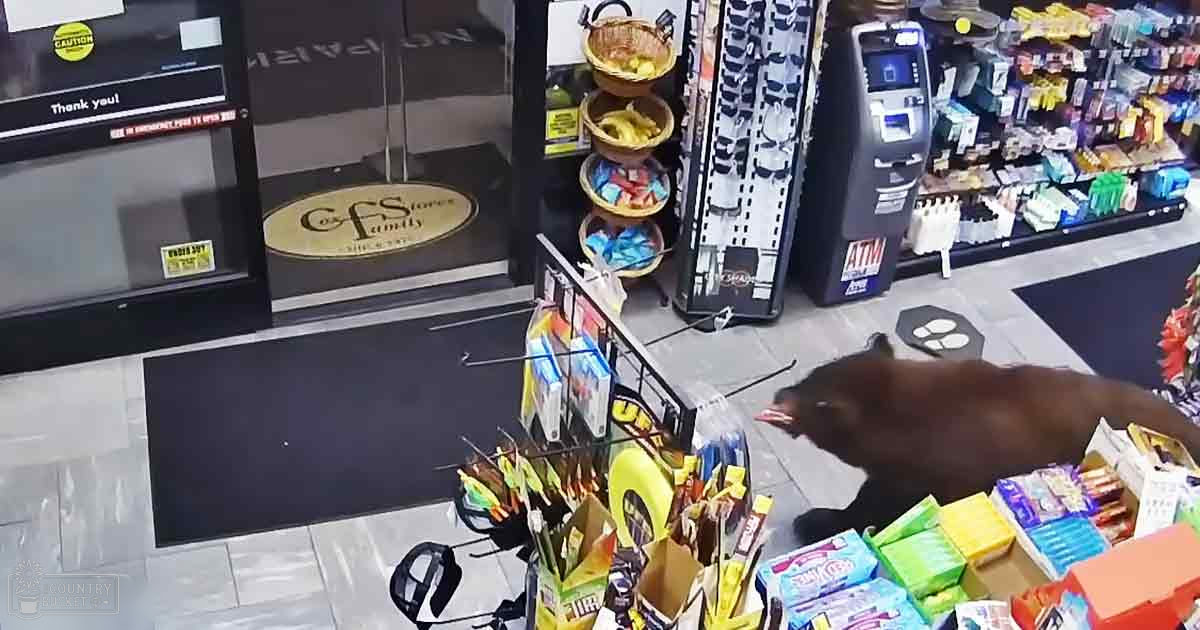A brown bear with a dark coat and lighter underbelly stands amidst shelves of snacks, fruit, and other convenience store goods in an indoor setting.