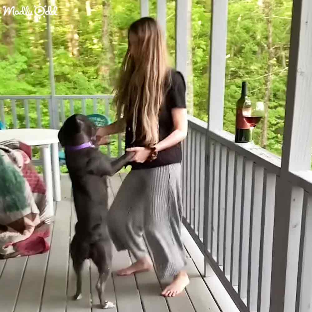 A young adult female interacts with a dark gray dog, possibly a Great Dane, on a white-painted porch surrounded by lush greenery. The scene is set during the daytime in what appears to be spring or summer.
