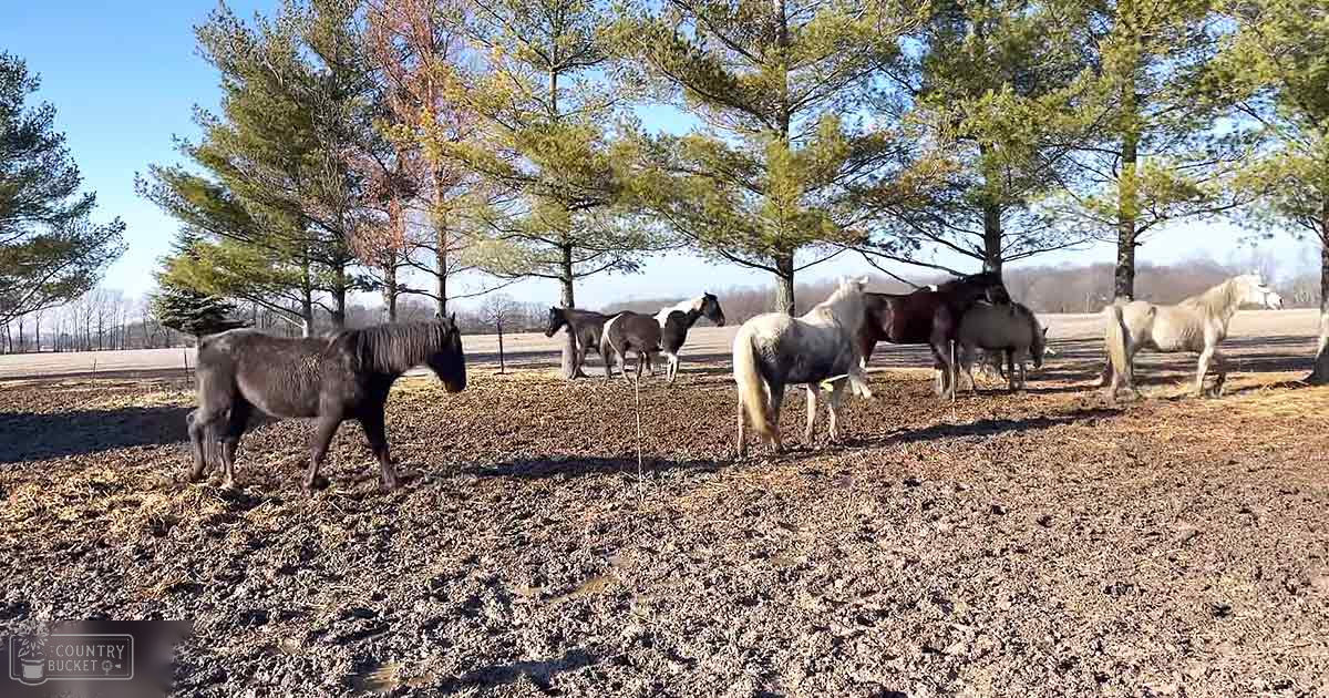 A group of horses in an outdoor setting with diverse coat colors and markings under a tree canopy; mid-morning or afternoon light suggests late autumn or early spring.