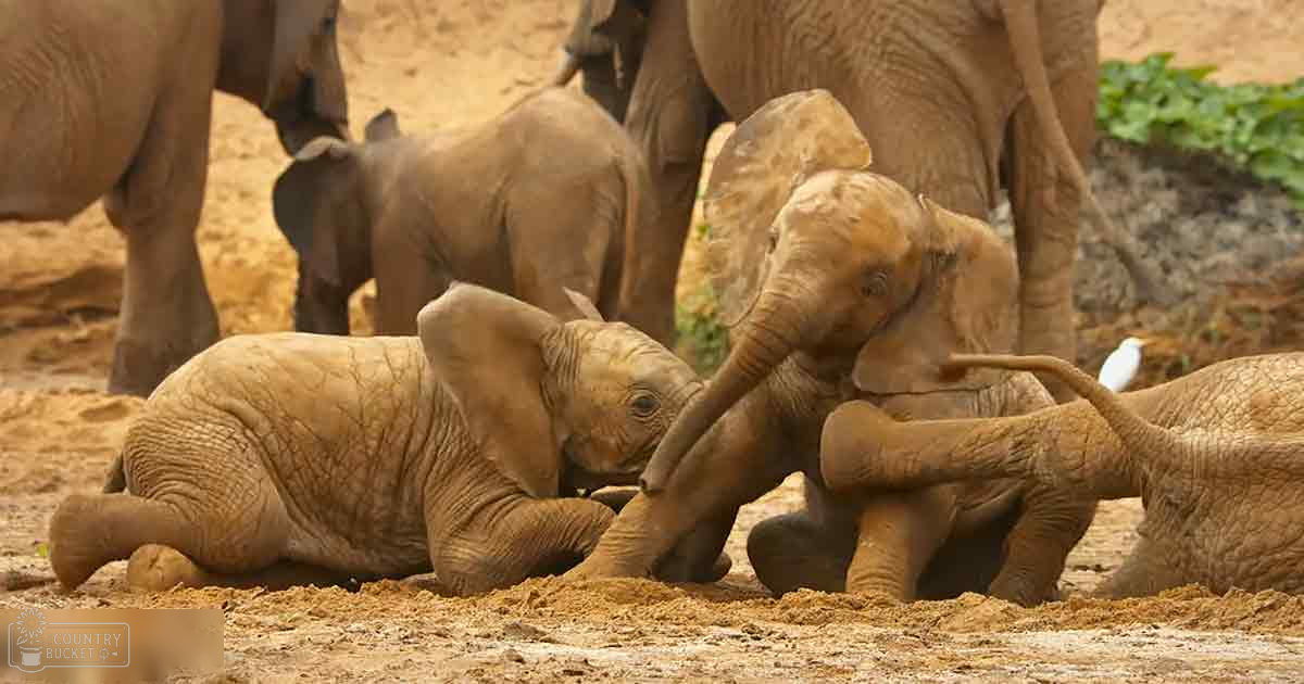 Juvenile baby elephants playing in a dirt area at what appears to be a wildlife sanctuary or zoo, with light brown coat and darker lines from wrinkles. Outdoor setting with dry season indicators and daytime lighting.