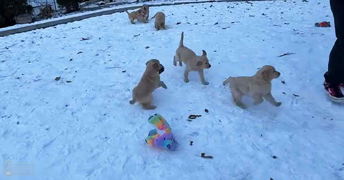 Four playful golden retriever puppies in the snow, with a colorful toy as their focus of play on an outdoor snowy day.