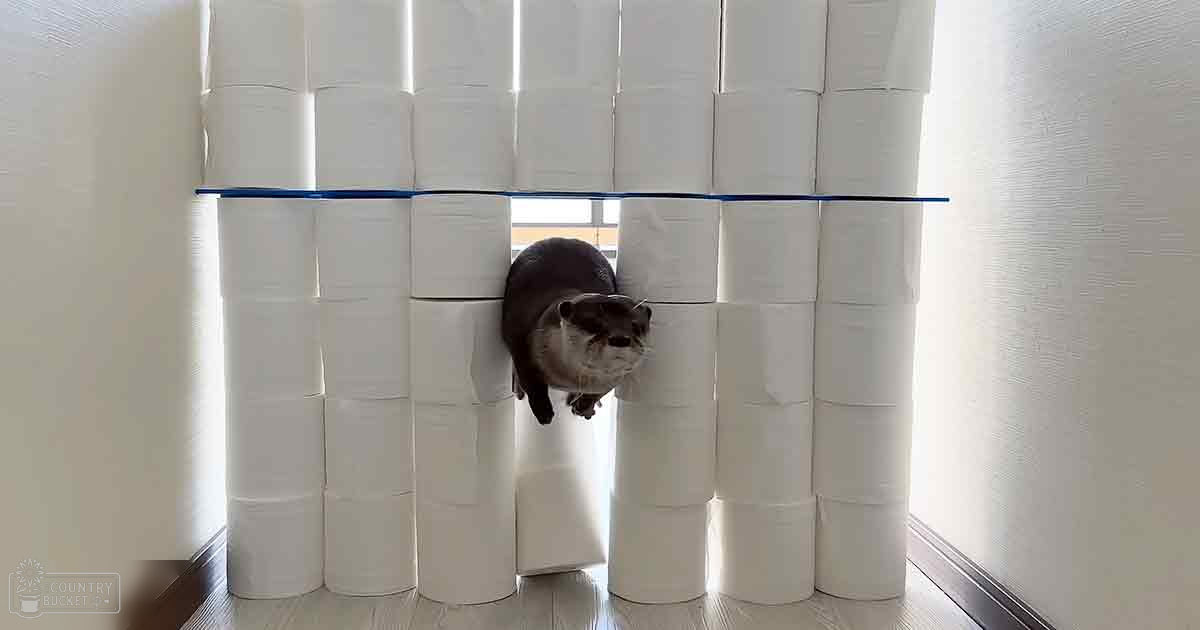 A small otter with dark fur and lighter markings interacts with a structure of toilet paper rolls in an indoor setting, bathed in natural light.