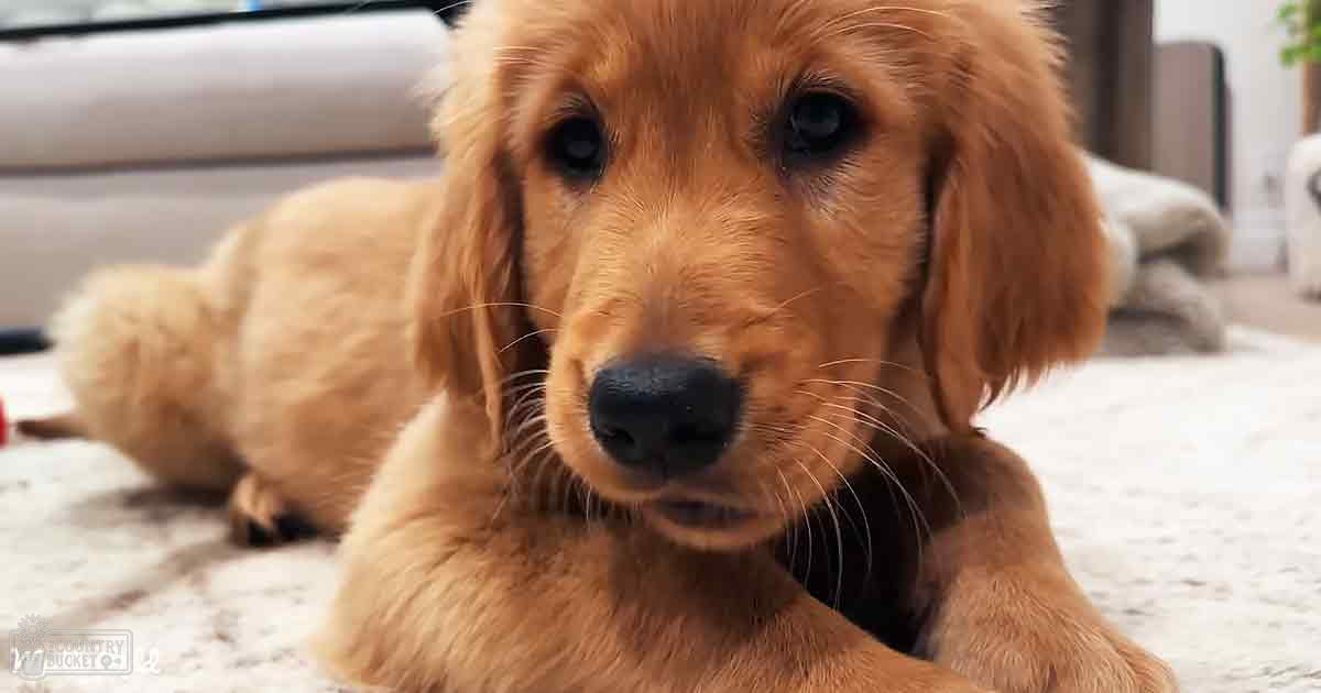 A golden retriever puppy with light brown fur sits indoors, next to a white sofa draped with a gray blanket in soft natural light.