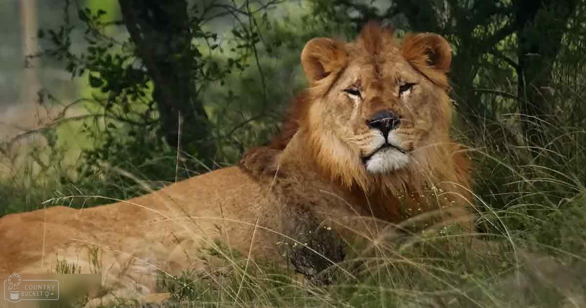 An adult male lion with a full golden-brown mane in a natural savanna habitat during daytime spring or summer with bright sunlight and lush greenery surrounding it.