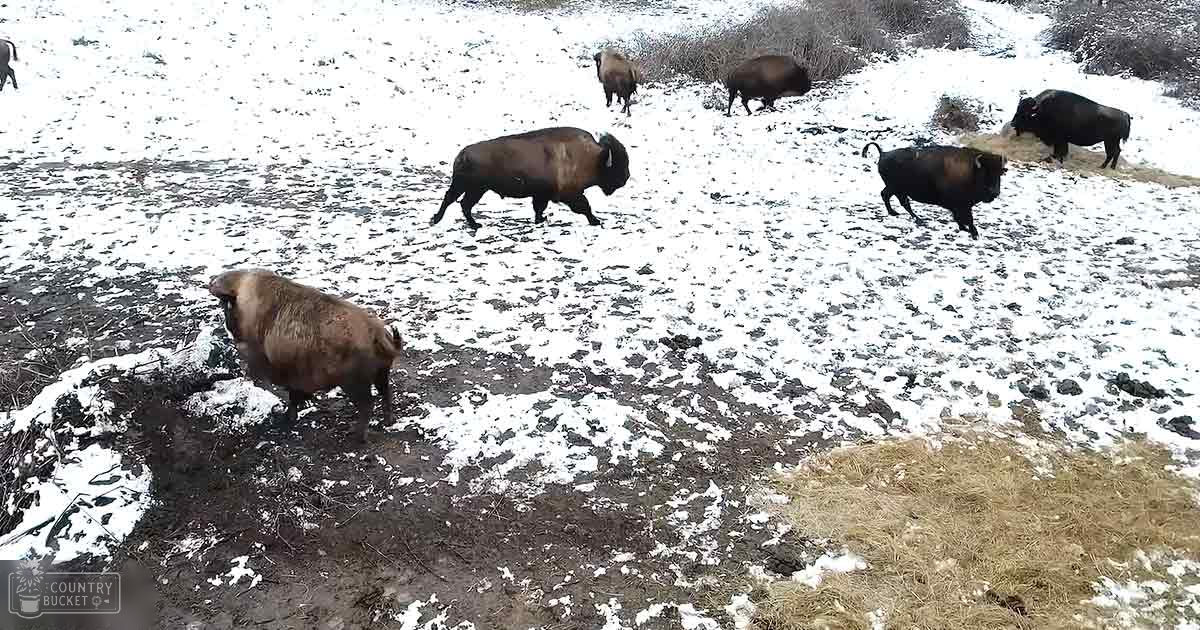 A herd of bison with dark brown coats and lighter patches in a snowy field during late fall or winter, natural light