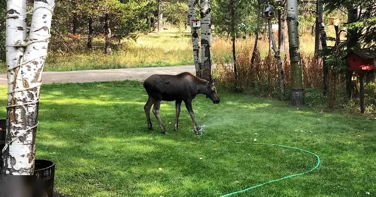 A moose with dark brown fur and lighter patches stands in a well-maintained residential backyard with birch trees, a sprinkler spraying water on the grass, and red birdhouses attached to tree trunks during daytime.