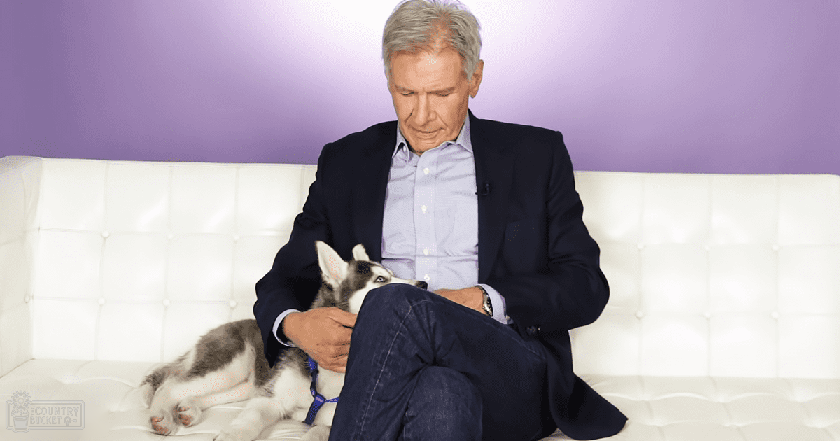 An older adult male sits with a white and gray husky on a white tufted couch in a brightly lit indoor studio setting.