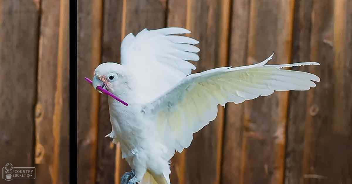 A white cockatoo with fully spread wings, holding a purple object indoors.