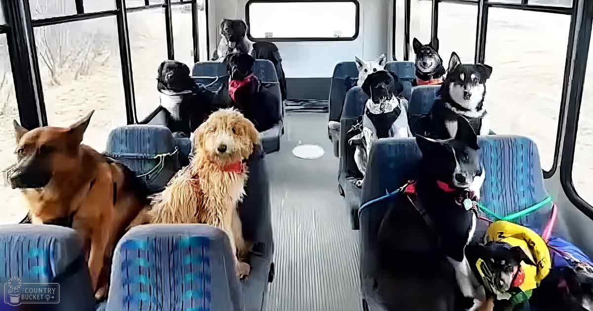 A golden retriever and a curly-haired dog with light brown and white fur sit among other dogs in rows on the seats inside a public transportation bus, daytime indoor setting.