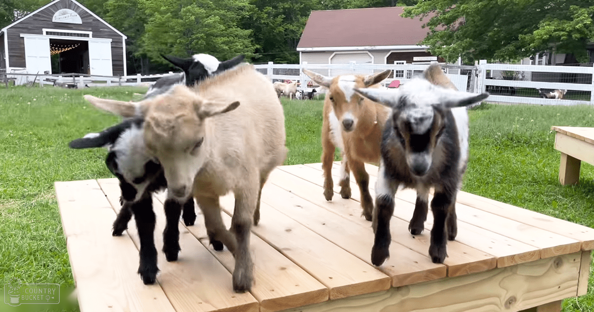 Nubian goats with distinctive markings on a farm in spring or summer with bright midday light.
