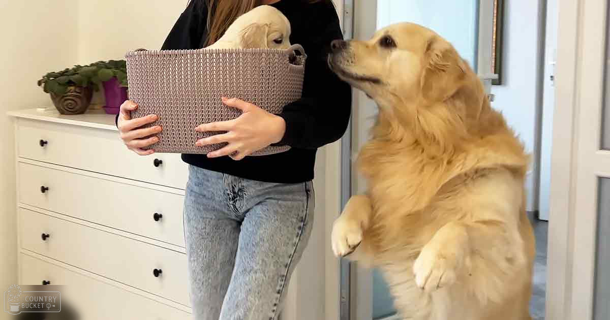 A young adult female holds a basket with a light golden retriever puppy inside, in an indoor setting with a white dresser and green potted plant visible.