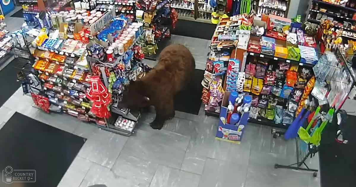 A brown bear with thick fur stands in an indoor convenience store filled with shelves of snacks and drinks under artificial lighting.