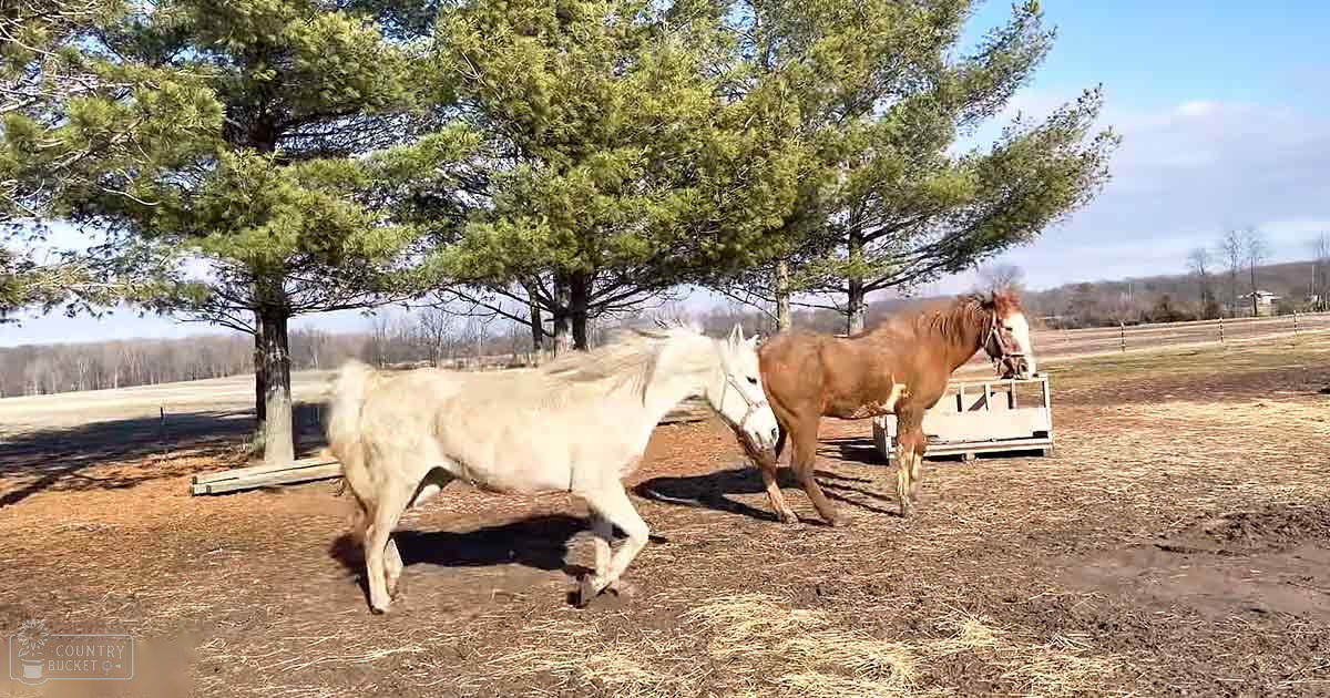 Two horses in a rural setting with bare trees and dry grass, likely late fall or early spring.