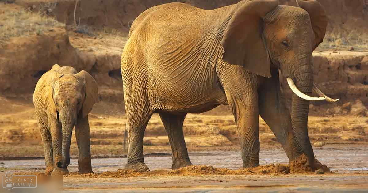 Two African elephants (Loxodonta africana) in a dry savanna setting with natural daylight, brownish-gray skin tones against muted greens and browns.