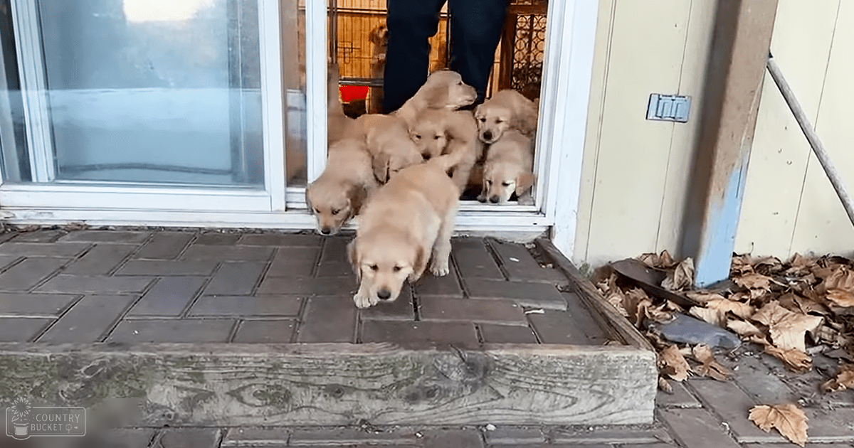 Golden retriever puppies with light brown coats near a house in autumnal light outside on paved bricks.