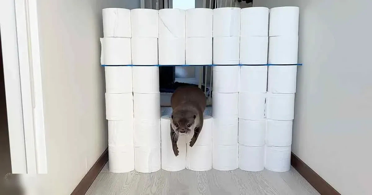 An otter with brown fur and white markings explores a small tunnel made of stacked toilet paper rolls indoors, with light-colored walls and natural light streaming in.