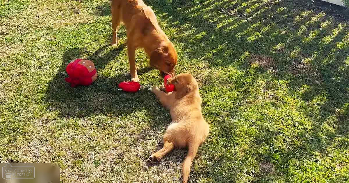 A golden retriever puppy playing with an adult dog in a sunlit, grassy outdoor setting.