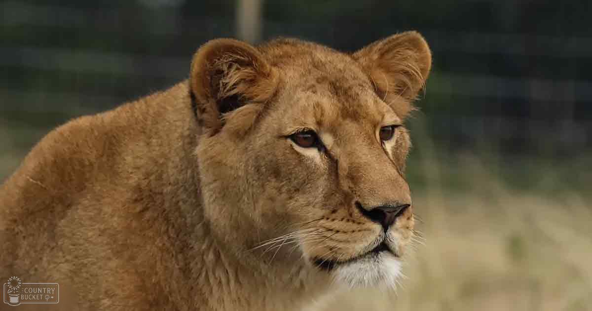 A golden-brown adult African lioness with darker markings around her eyes and ears stands outdoors amidst blurred greenery, likely during the afternoon.