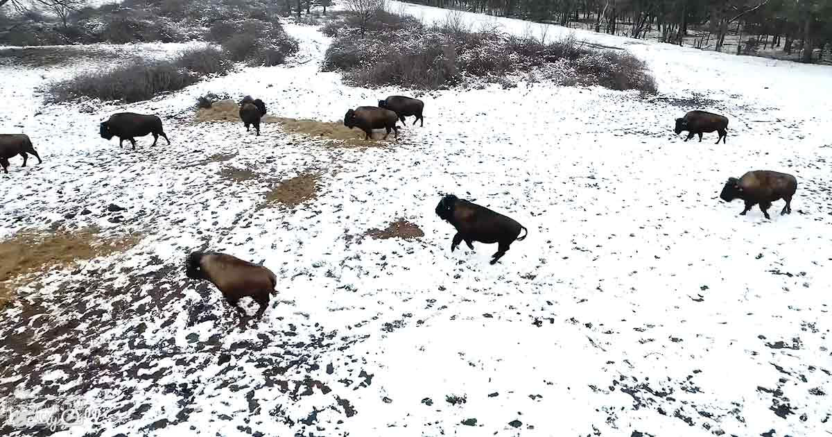 A herd of bison with dark brown coats in a snowy field, patches of grass and trees visible in the background; winter scene under daylight.