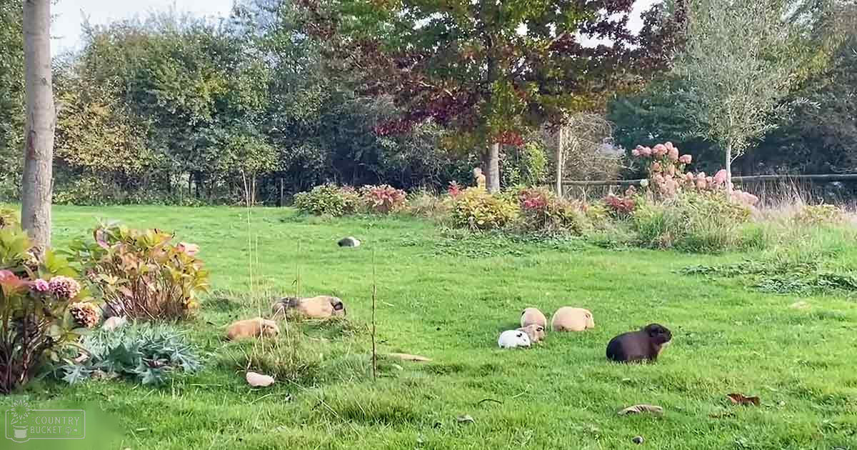 Several guinea pigs of varying colors scattered across a grassy outdoor area with trees and bushes in the background, indicating an autumn setting.