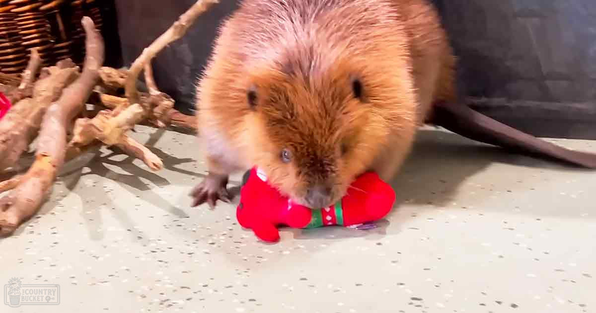 A reddish-brown beaver with adult characteristics indoors, surrounded by a red plush toy shaped like a Christmas stocking.