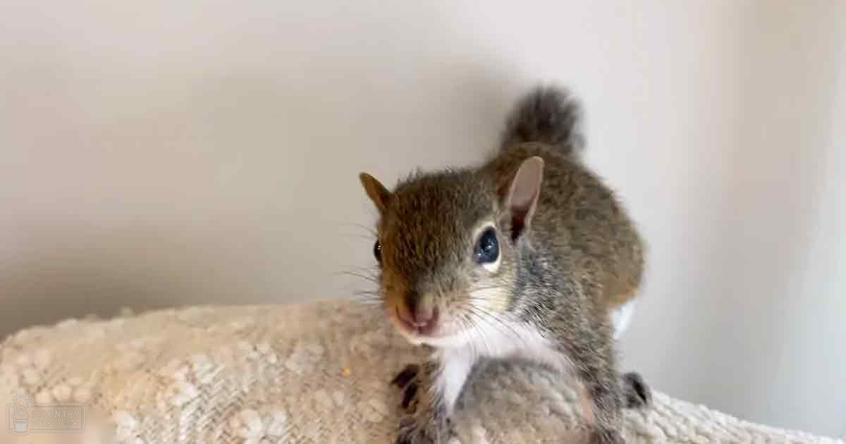 An adult squirrel with grayish-brown fur and white underbelly sits indoors against a plain background.
