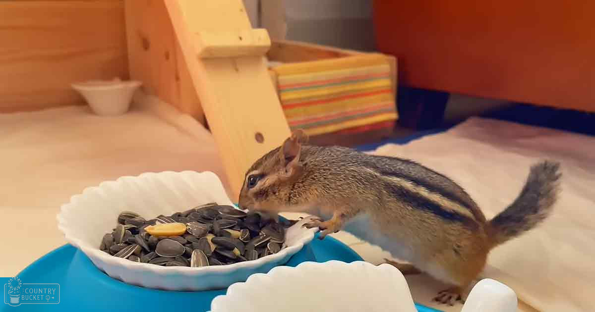 A chipmunk with brown fur and stripes is inside a pet habitat. The scene includes sunflower seeds, a wooden play area, and a striped box.