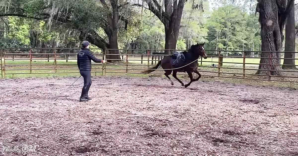A dark brown Arabian horse with sleek build being led by a female adult in an outdoor rural arena surrounded by trees and greenery, likely spring or summer day.