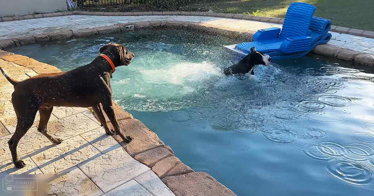 Two dogs, a large brown Boxer-like breed with white markings and a smaller black-and-white dog in an outdoor pool area on a residential backyard during late afternoon.
