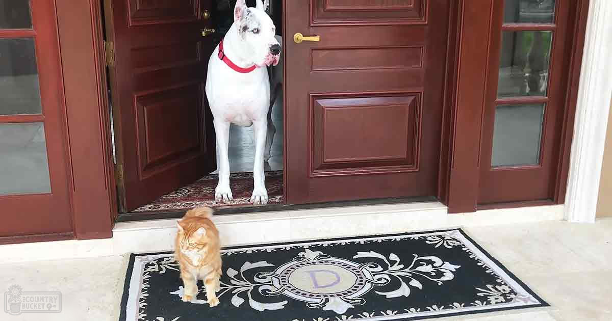 An orange tabby cat on a decorative rug with a large white dog wearing a red collar at the entrance of a house, set in natural light during daytime.