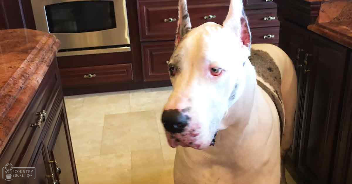 Light-colored dog with darker markings in a modern kitchen setting, likely daytime.