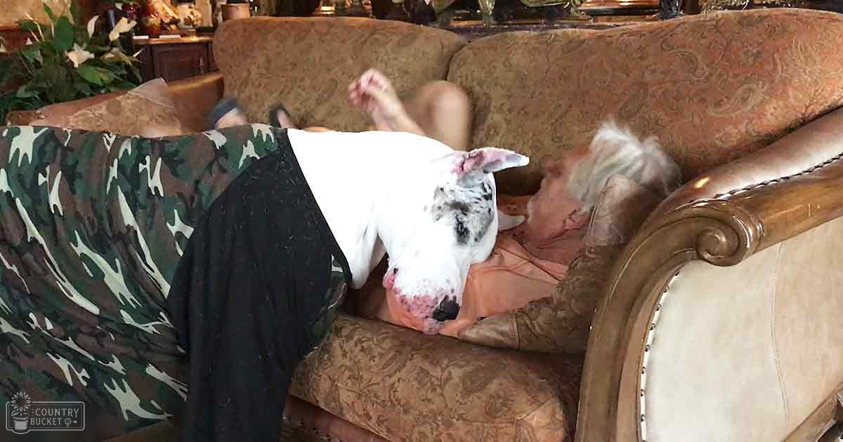 A great dane lying on a couch in a living room with camouflage-patterned pants and white shirt of an older adult male, surrounded by indoor decor including a patterned couch and decorative plant.