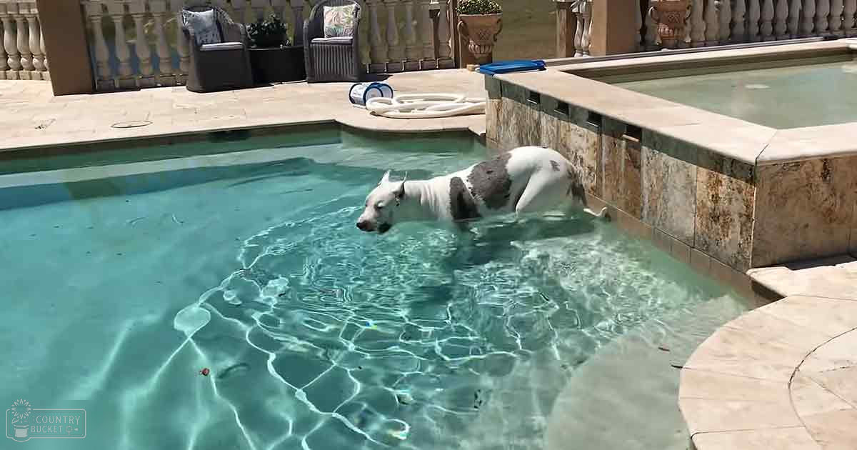 A medium-sized dog with white fur and dark markings swims in a residential backyard pool surrounded by patio furniture and potted plants on a sunny summer day.