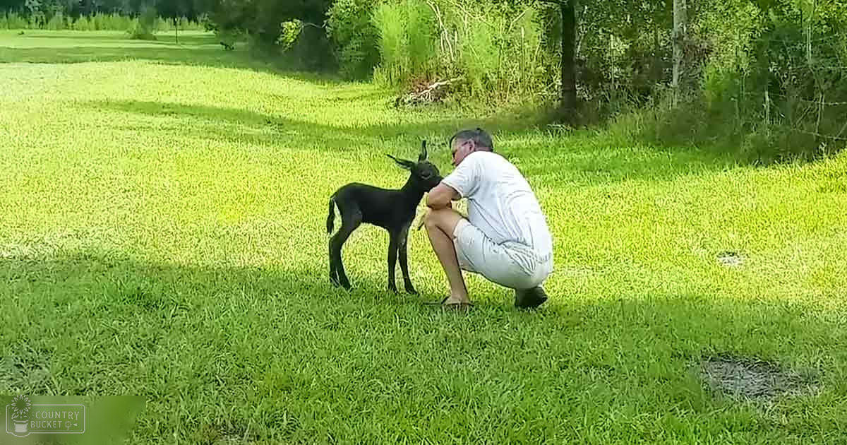 A middle-aged to older adult male wearing a casual, fitted white short-sleeved shirt and light-colored pants interacts with a juvenile deer or fawn in a lush green grassy field during spring or summer.