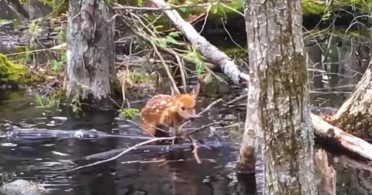 A young deer with light brown fur and darker spots stands near a forested area with water, possibly during morning or afternoon.