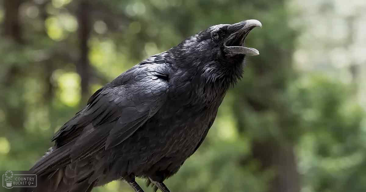 A crow in a forested outdoor area with greenery and soft daylight during spring or summer.